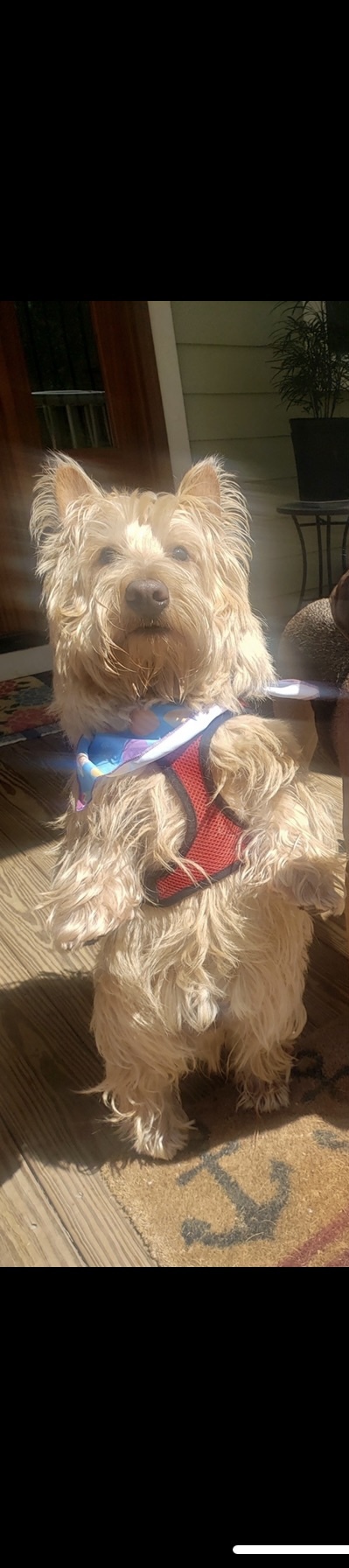 Entry image for Figgy . Clicking this image will show a larger photo