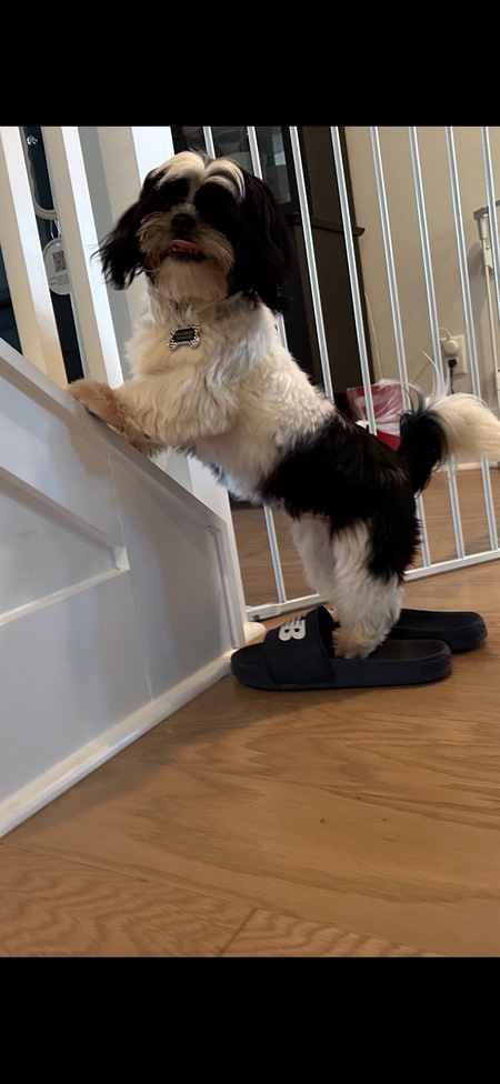 Entry image for Hans Gruber. Clicking this image will show a larger photo