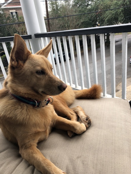 Entry image for Kit. Clicking this image will show a larger photo