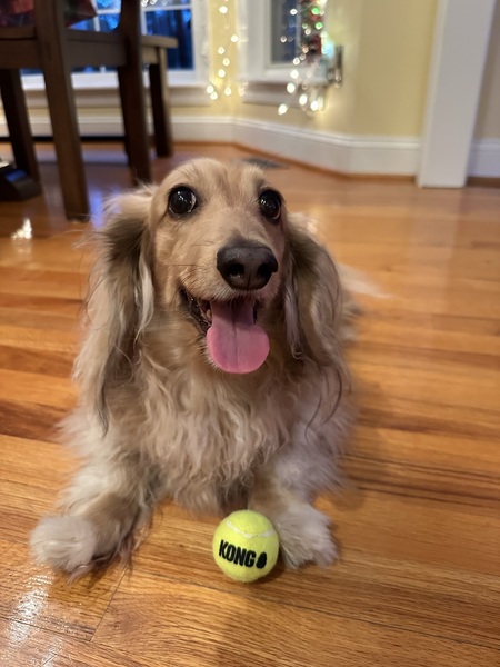 Entry image for Sewee Bocelli. Clicking this image will show a larger photo