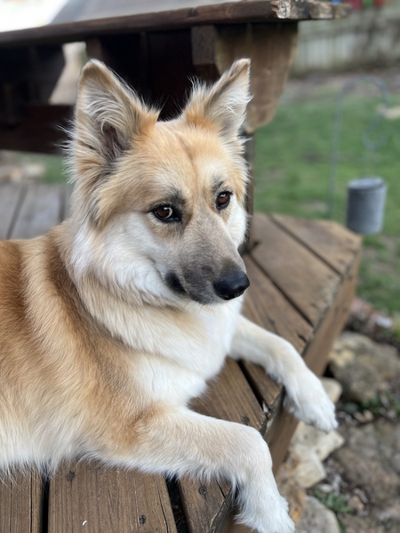 Stella
