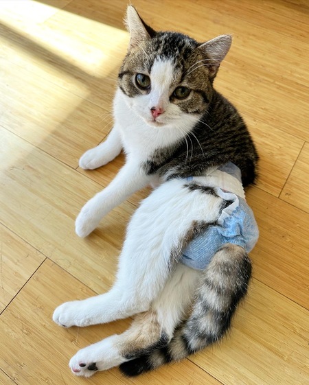 Diapey (Diaper Cat)