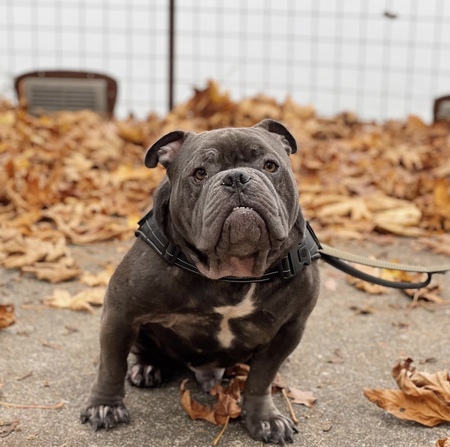 Rocco