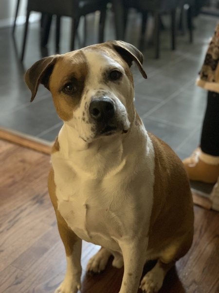 Cassius 