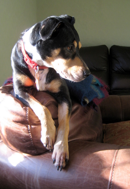 Maisy