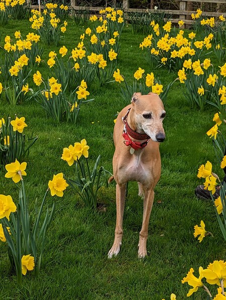 Poppy