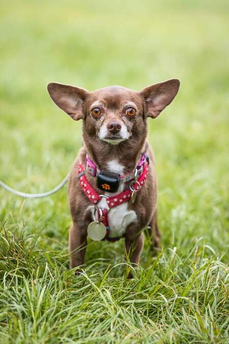 Coco