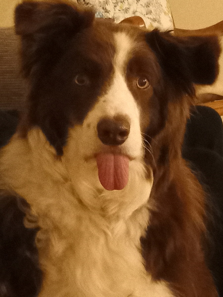Barney