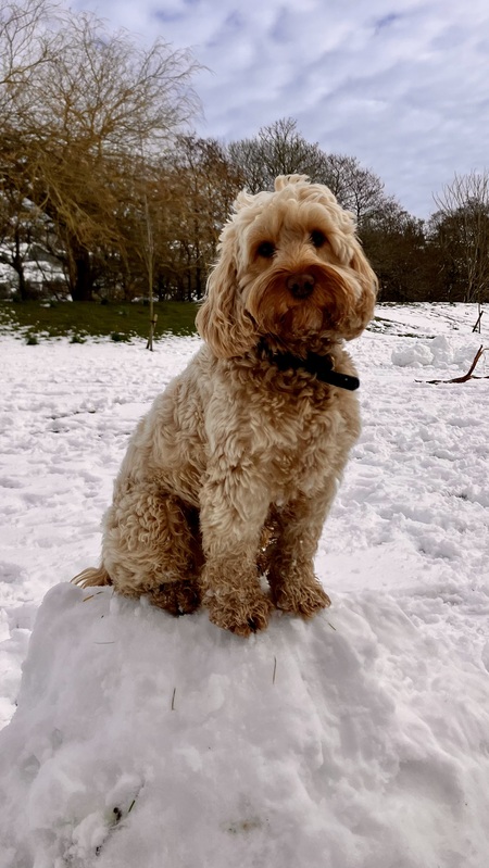 Willow