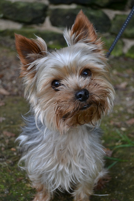 Bailey