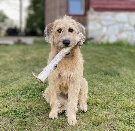 Chewie