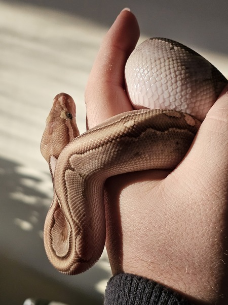 Pebble