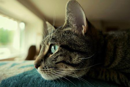Pepper