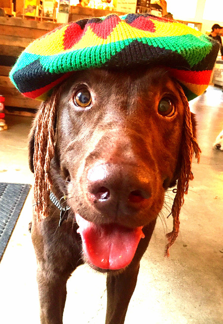 Tucker (aka Dog Marley)