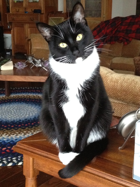 Lucy Fur