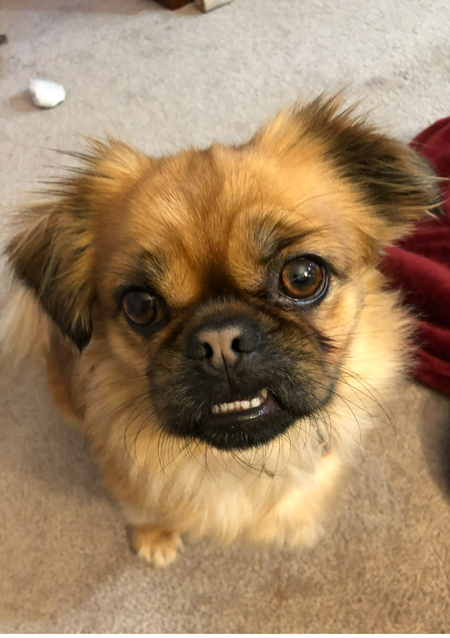 Chewbarka 