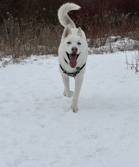 Kodiak