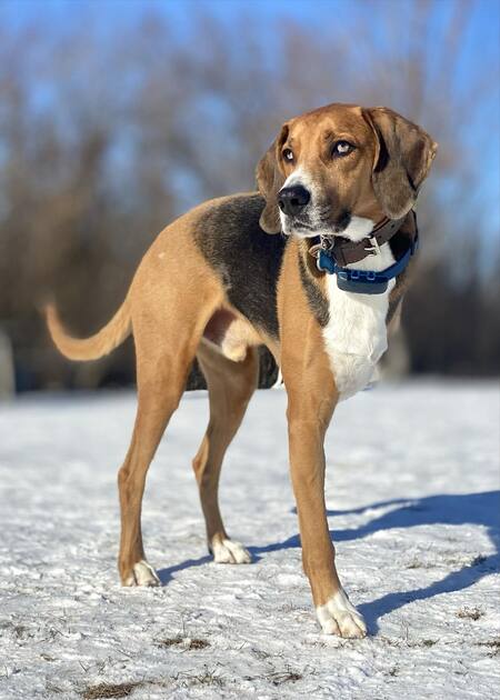 Bauer