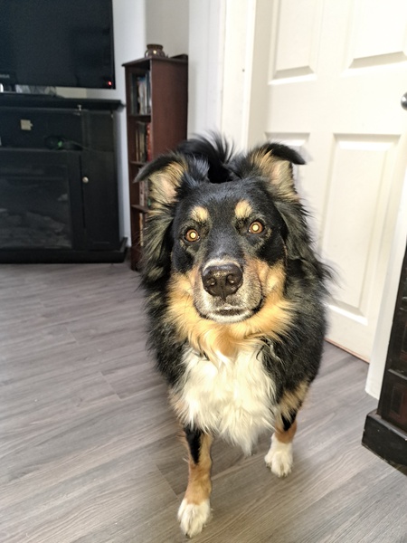 Bandit