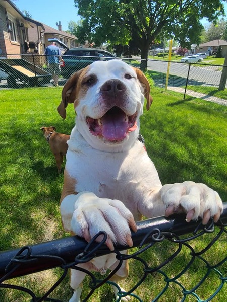Bubba