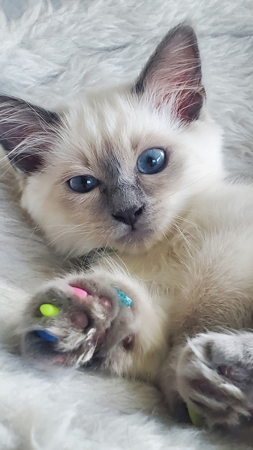 Vote for Chloe Tails of the Treasure Coast 2025 Pet Calendar Contest