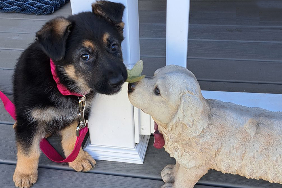 Vote for Sue The Seeing Eye 2025 Puppy Calendar Contest