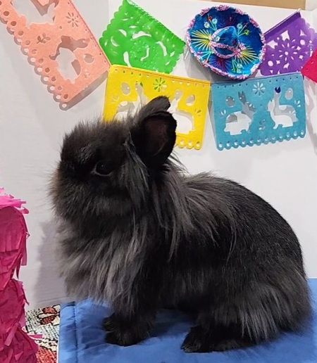 Zen the Magnificent Superbun 