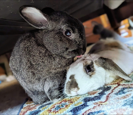 Quincy and Roo