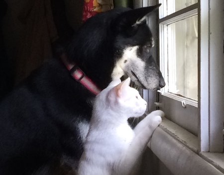 Ozzie with his friend Lulu the dog