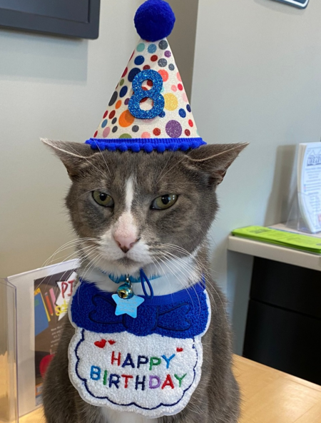 Socks the Library Cat