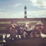 Entry image for Henry, Huck, Harvey, & Maranda