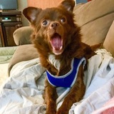 Entry image for Brownie