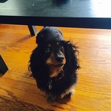 Entry image for Bella