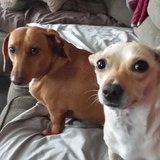Entry image for Minie & Marley