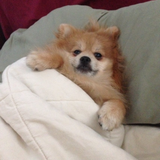 Entry image for Buddy