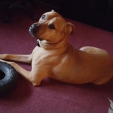 Entry image for Buddy