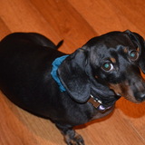 Entry image for Izzy