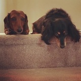 Entry image for Sydney & Layla