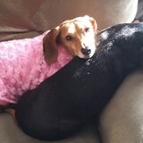 Entry image for Romeo and Sissy