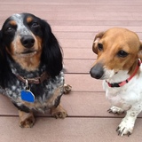 Entry image for Cali and Lola