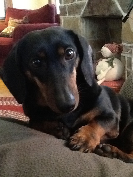 Entry image for Otis . Clicking this image will show a larger photo