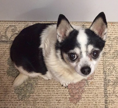 Entry image for Lucky. Clicking this image will show a larger photo