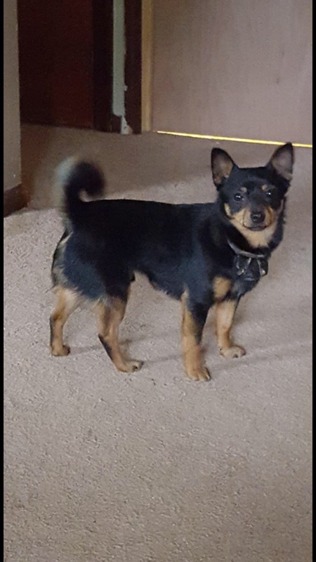 Entry image for Remmy. Clicking this image will show a larger photo