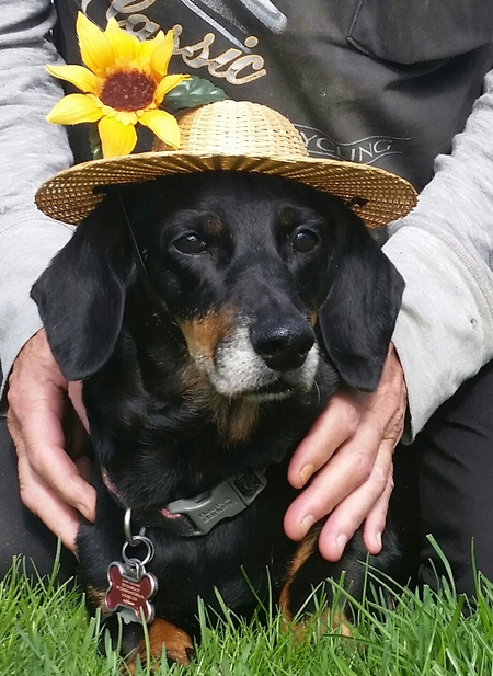 Entry image for Tilly. Clicking this image will show a larger photo