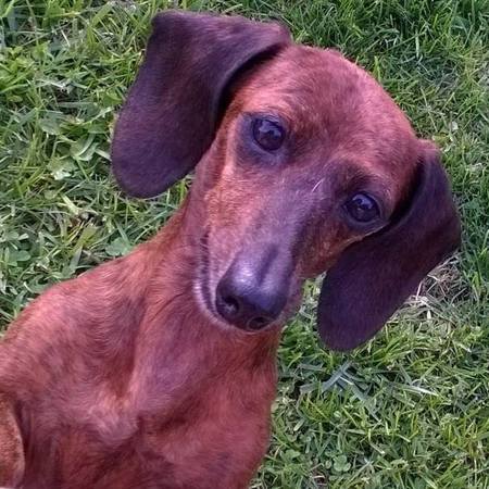 Entry image for The Amazing Gracie. Clicking this image will show a larger photo