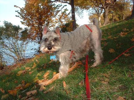 Entry image for Dexter. Clicking this image will show a larger photo
