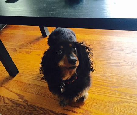 Entry image for Bella. Clicking this image will show a larger photo