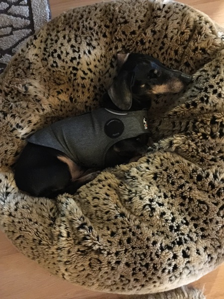 Entry image for Buddy. Clicking this image will show a larger photo