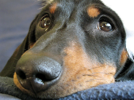 Entry image for Ozzie . Clicking this image will show a larger photo