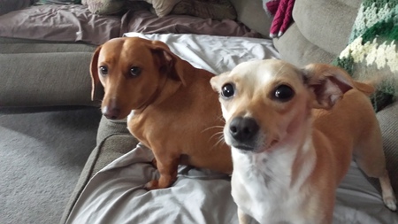 Entry image for Minie & Marley. Clicking this image will show a larger photo